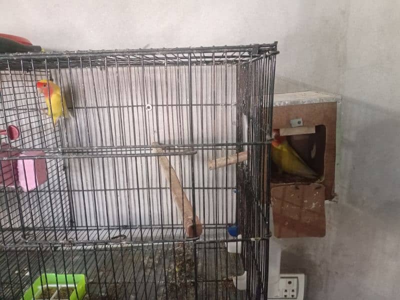 All Setup for Sale with Cages (Love Birds & Australian) 6