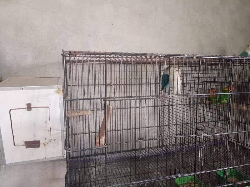 All Setup for Sale with Cages (Love Birds & Australian) 8