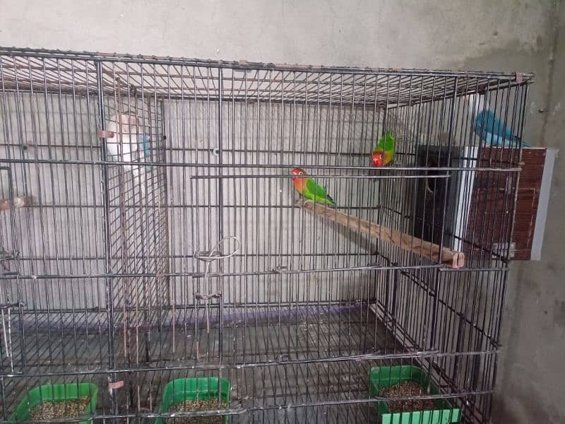 All Setup for Sale with Cages (Love Birds & Australian) 9