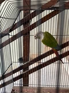 Green Conure