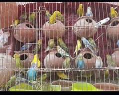 Australian Budgies Parrots avaliable in Rawalpindi and Islamabad