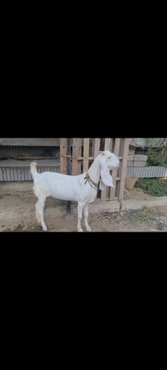 gulabi bakri big size for sale pregnant