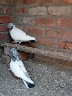 pigeon pair for sale