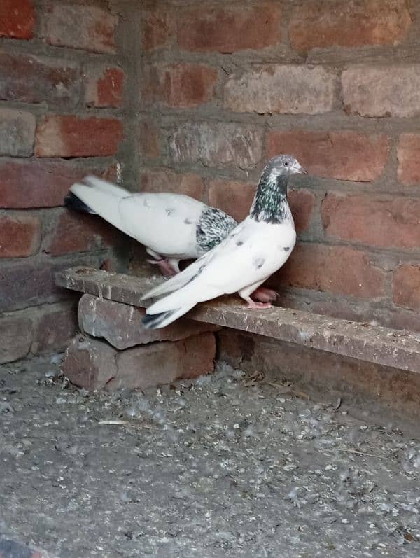 pigeon pair for sale 1