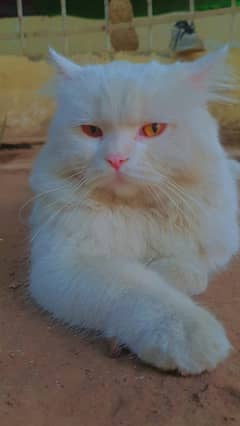 Persian cat