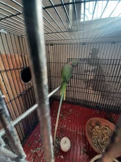 Raw parrot breeder pair for sale