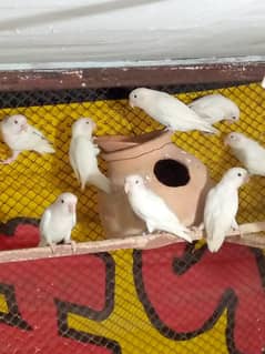 Albino
