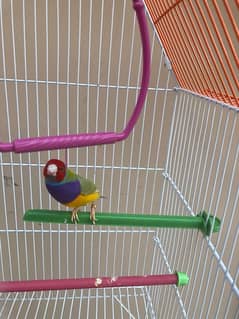 gouldian