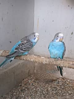 3 Budgies parrot 1 Female, 2 Male