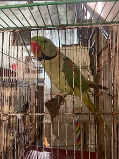 raw parrot age 1.5  year bolta h abi abi start kea h bolna h