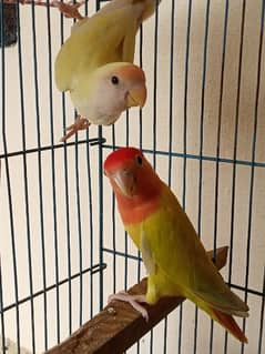 Lovebirds pair for sale