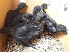 australorp | Jersey giant | Ayam Cemani black tongue | chicks