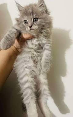 grey persian kitten cat up for urgent sale: triple coated original