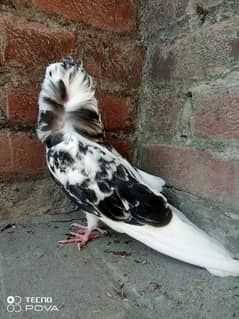 breeder pair and chicks