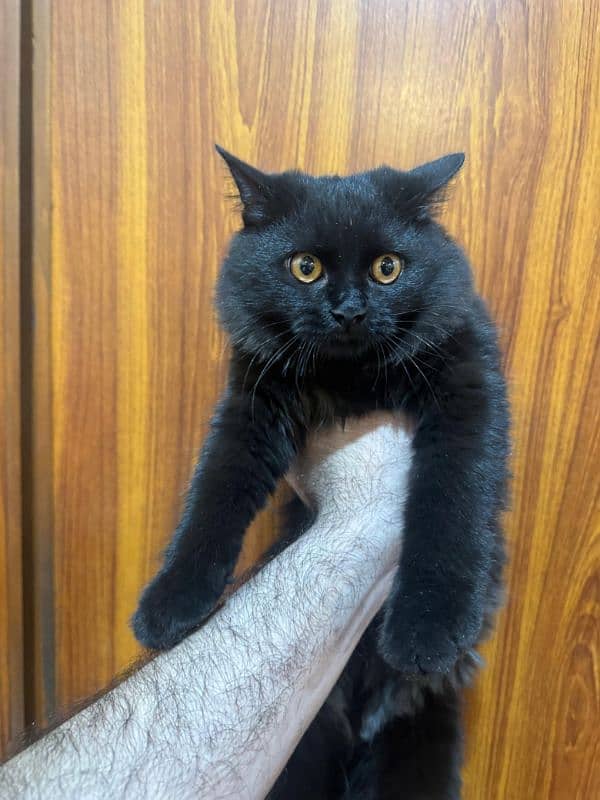 Persian Jet Black cat for sale 0