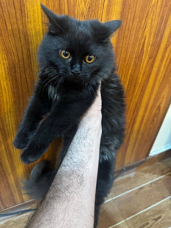 Persian Jet Black cat for sale 1