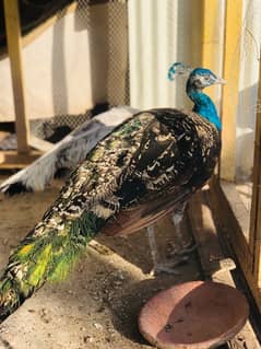 peacock pair