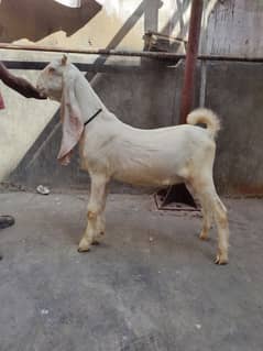 GULABI KAPLA MALE BAKRA BAKRI GOAT FOR SALW