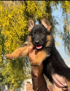 GERMAN SHEPHERD LONG COAT  WhatsApp message Karen 03321718405