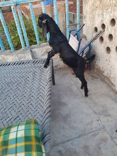 Female goat 2 months