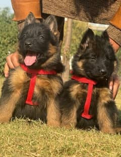 GERMAN SHEPHERD LONG COAT  WhatsApp message Karen 03321718405