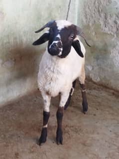 Beautiful Male sheep