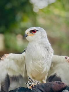 Red eye hand tamed bird