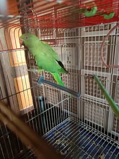 GREEN RING NECK FEMALE * READY TO BREED * FULL ACTIVE *