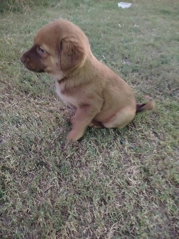 American golden retriever 1