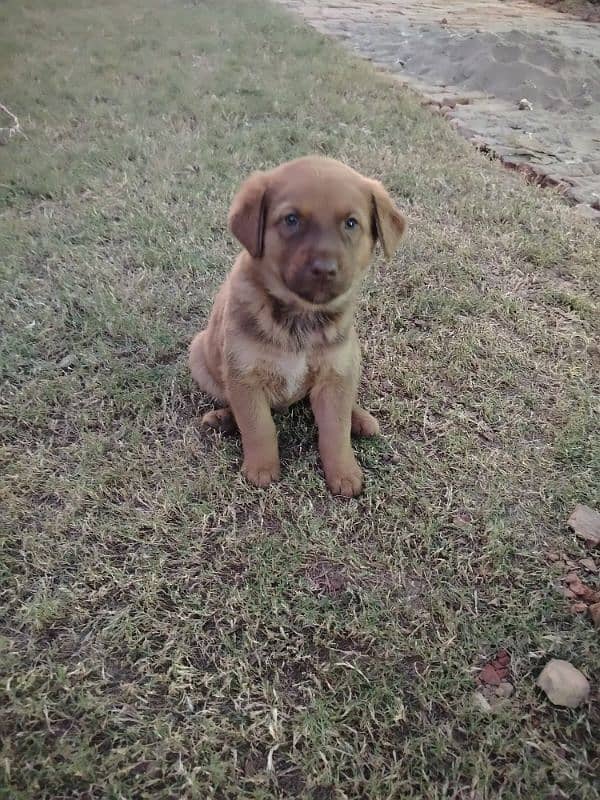 American golden retriever 2