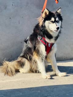 husky dog , siberian husky , husky female