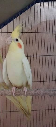 cockatiel 2 months red eyes healthy and active baby