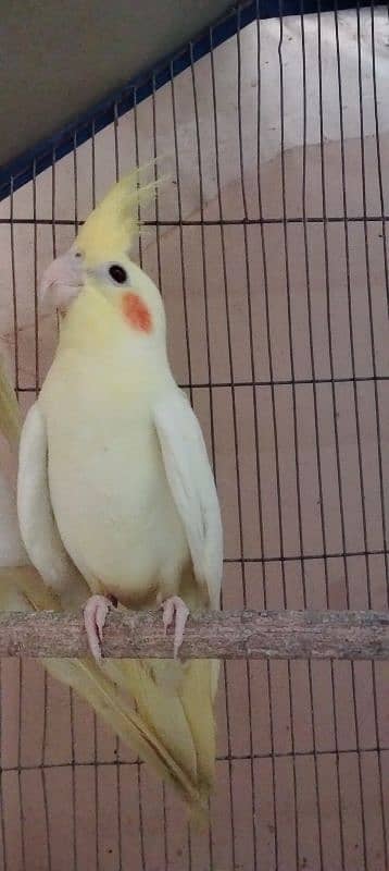 cockatiel 2 months red eyes healthy and active baby 0