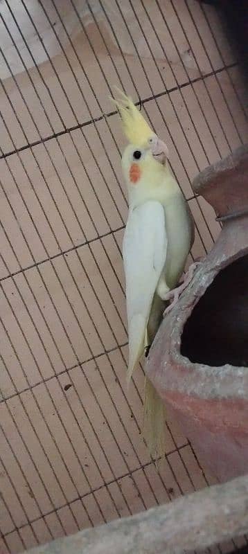 cockatiel 2 months red eyes healthy and active baby 1