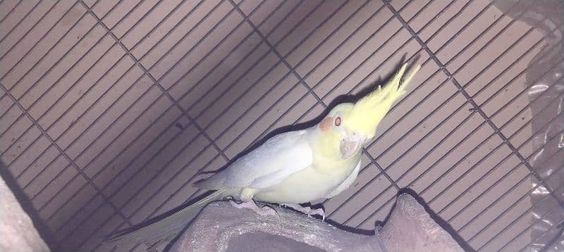 cockatiel 2 months red eyes healthy and active baby 2