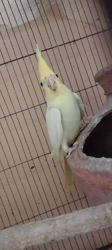 cockatiel 2 months red eyes healthy and active baby 3