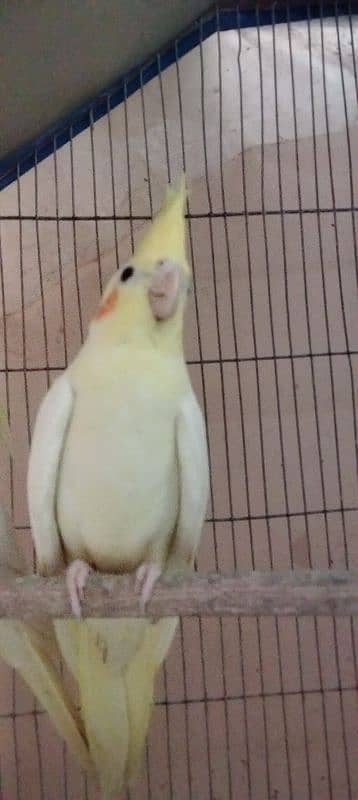 cockatiel 2 months red eyes healthy and active baby 4