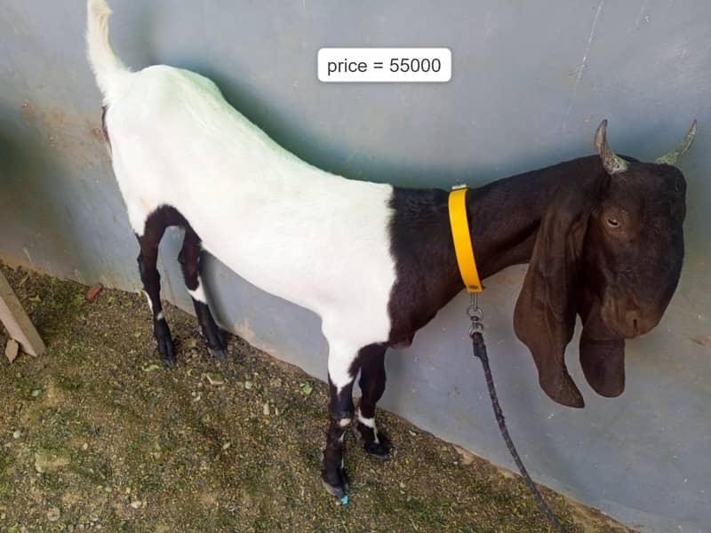 Nasali goat /Goat / Bakri / White Bakri / بکری / Healthy Goats 1