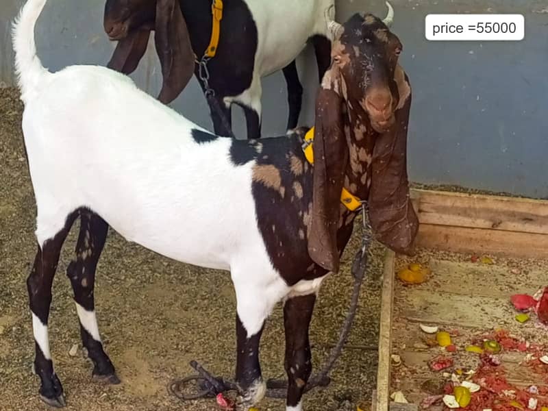 Nasali goat /Goat / Bakri / White Bakri / بکری / Healthy Goats 0