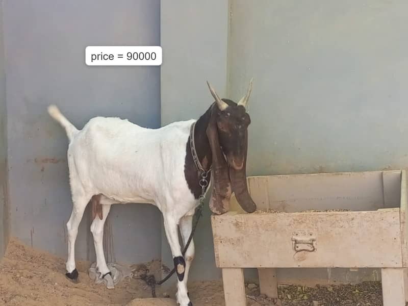 Nasali goat /Goat / Bakri / White Bakri / بکری / Healthy Goats 2