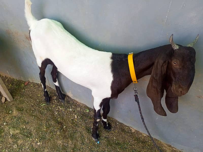 Nasali goat /Goat / Bakri / White Bakri / بکری / Healthy Goats 3