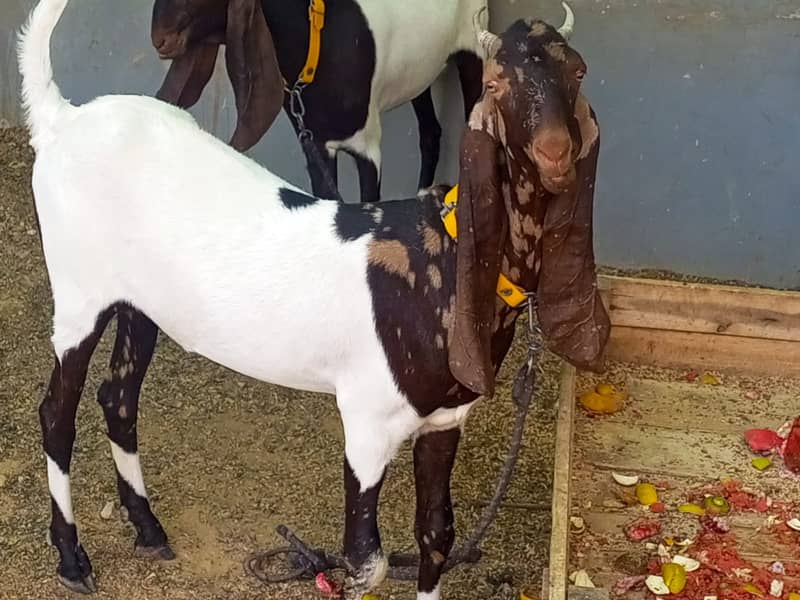 Nasali goat /Goat / Bakri / White Bakri / بکری / Healthy Goats 6