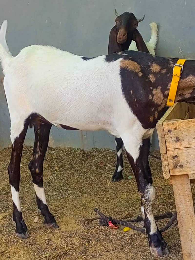 Nasali goat /Goat / Bakri / White Bakri / بکری / Healthy Goats 8