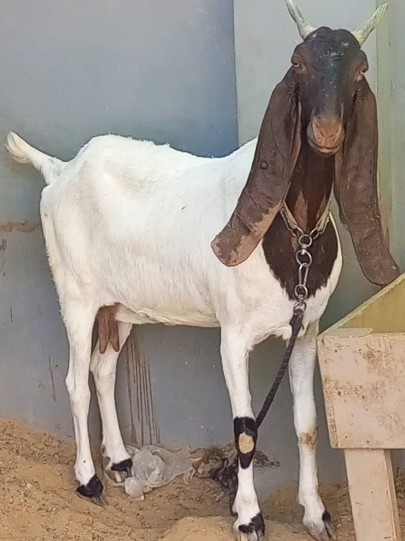 Nasali goat /Goat / Bakri / White Bakri / بکری / Healthy Goats 9