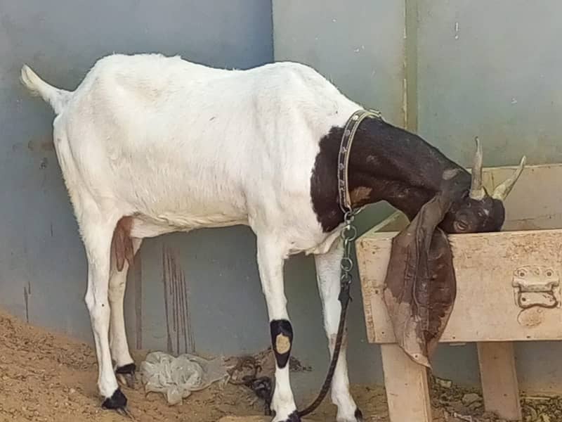 Nasali goat /Goat / Bakri / White Bakri / بکری / Healthy Goats 10