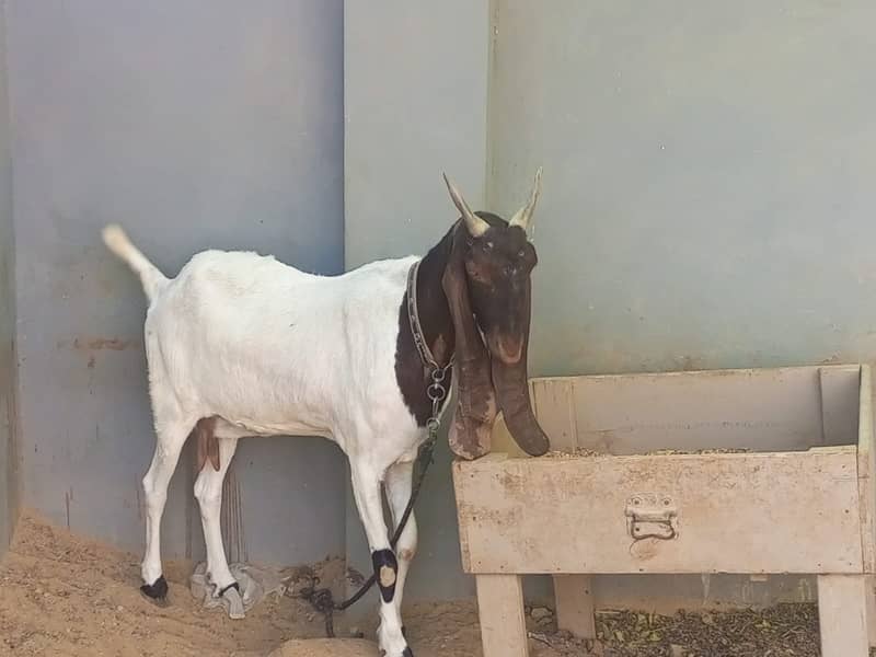 Nasali goat /Goat / Bakri / White Bakri / بکری / Healthy Goats 11