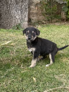 GERMAN SHEPHERD BEAUTIFUL PUP