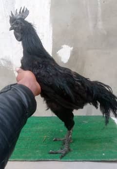 Ayam cemani Black tongue