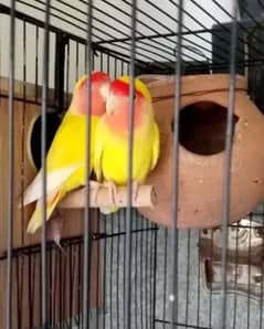 love Bird breader pair available