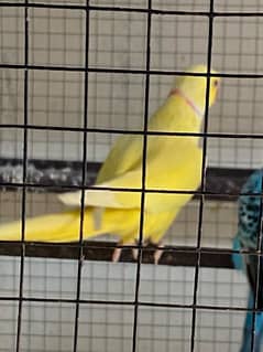 Yellow Ringneck Male